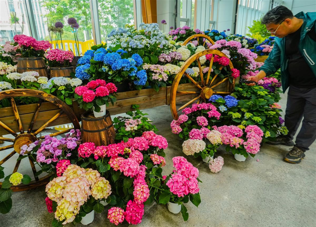 7、花木溫室里的鮮花名卉展：繡球.jpg